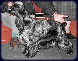 Sh Ch Shenmore Seeing Stars as a Veteran