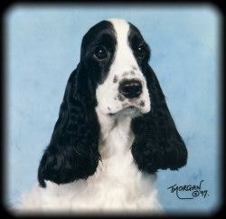 Shenmore Snowdrop by Tracy Morgan