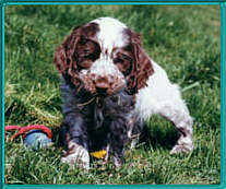 choc pup playing!