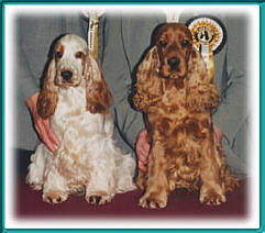 Shenmore Sun Flower & Sh Ch Quettadene Copper Glow